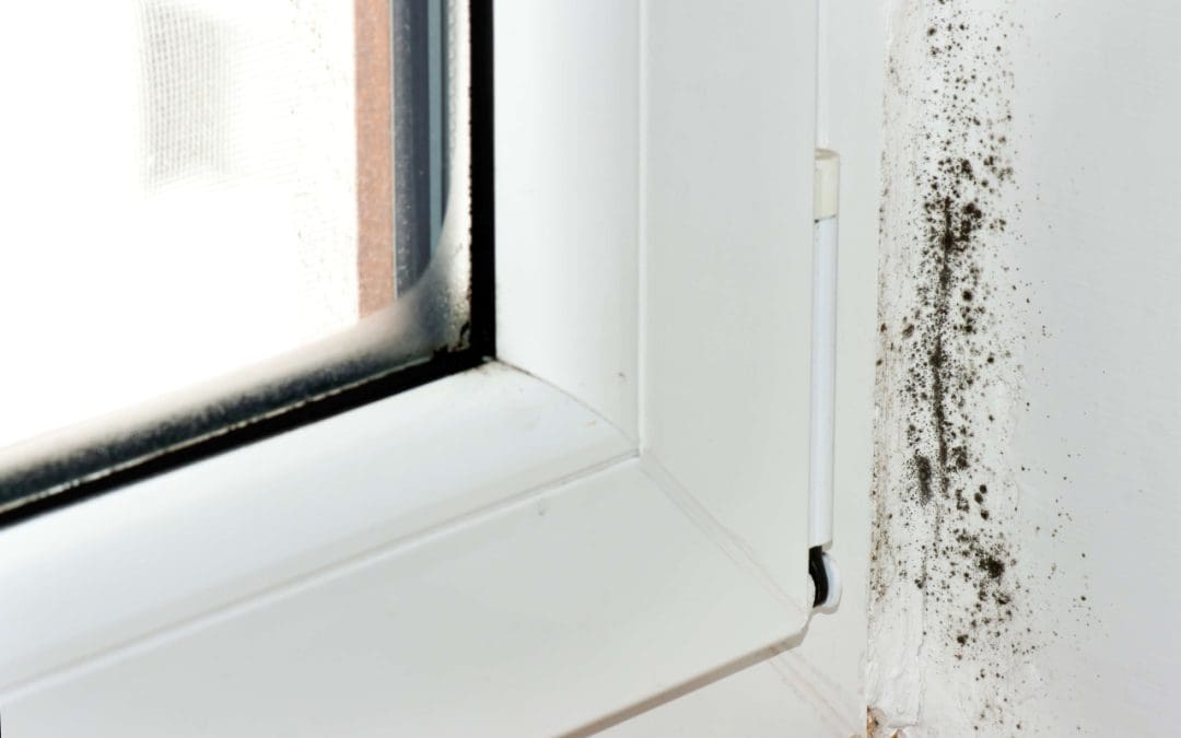 Mold Growth in the Home